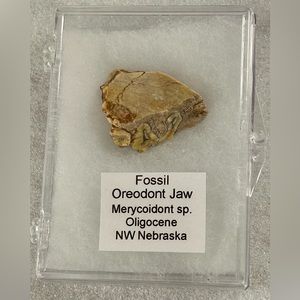 Oreodont Fossil Jaw.
